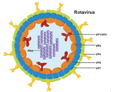 Tiêu chảy do virus, chớ dùng kháng sinh
